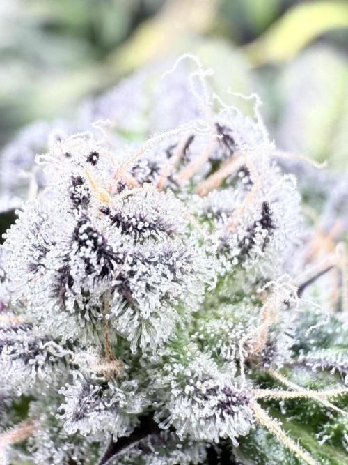 Grape Gas (Compound x Cannarado) #3. Week 8