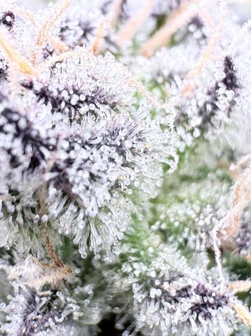 Grape Gas (Compound x Cannarado) #3. Week 8