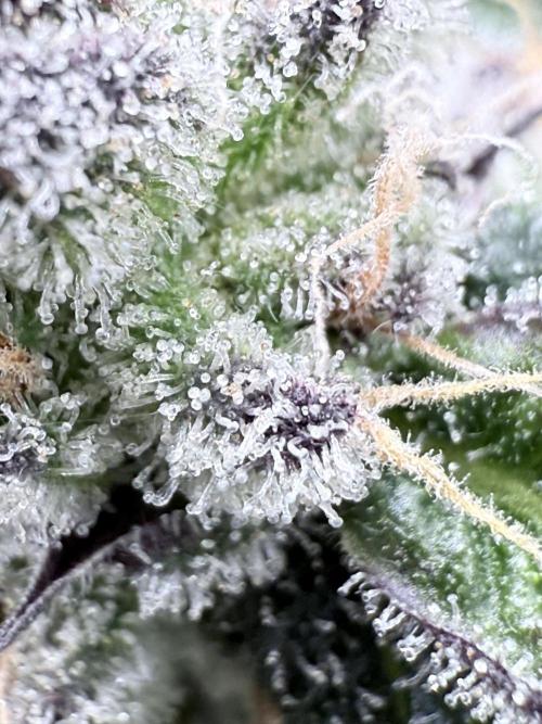 Grape Gas (Compound x Cannarado) #3. Week 8