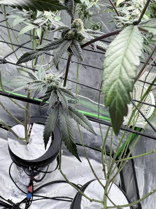 Grape Gas (Compound x Cannarado) #3. Week 8