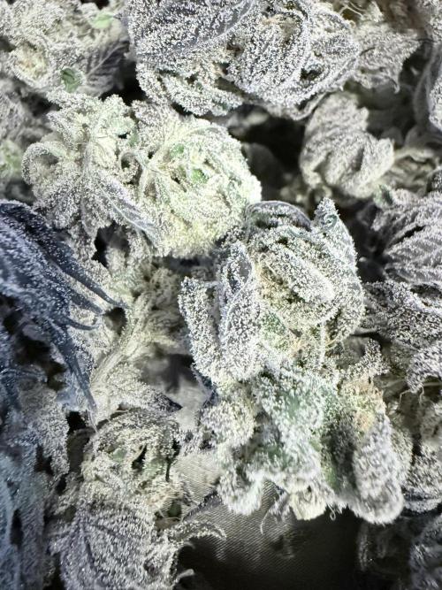 Grape Gas (Compound x Cannarado) #2. Week 10