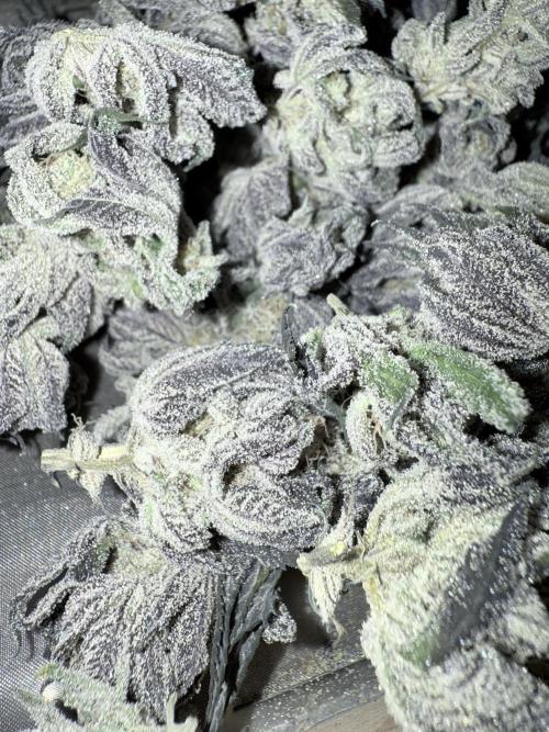 Grape Gas (Compound x Cannarado) #2. Week 10