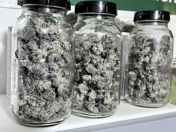 Grape Gas (Compound x Cannarado) #2. Week 10