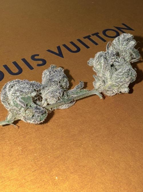 Grape Gas (Compound x Cannarado) #2. Week 10