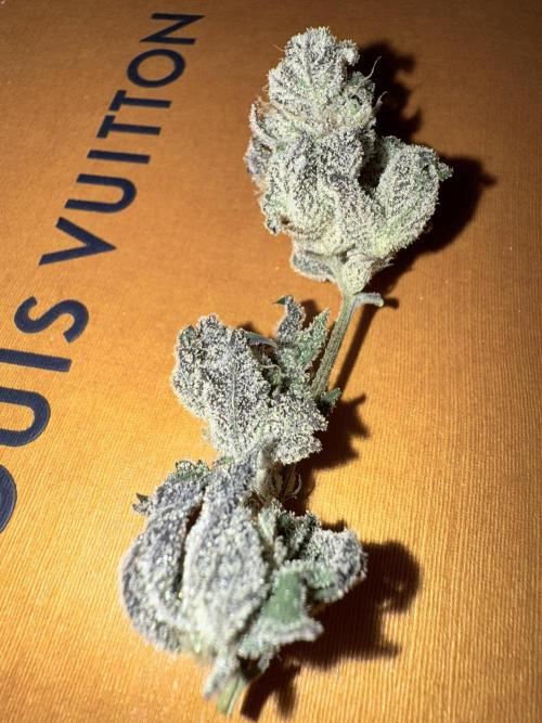 Grape Gas (Compound x Cannarado) #2. Week 10