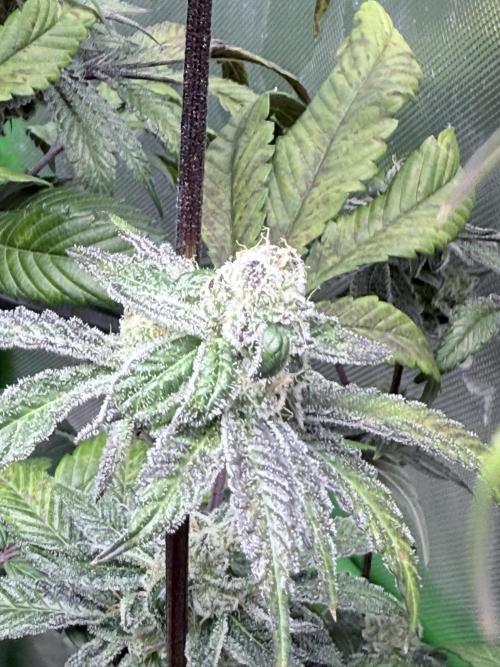 Grape Gas (Compound x Cannarado) #3. Week 9