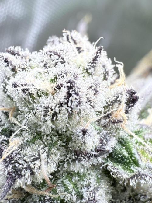 Grape Gas (Compound x Cannarado) #3. Week 9