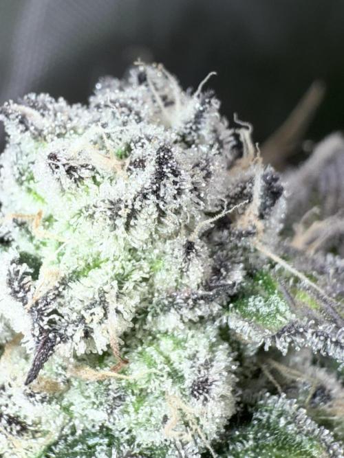 Grape Gas (Compound x Cannarado) #3. Week 9