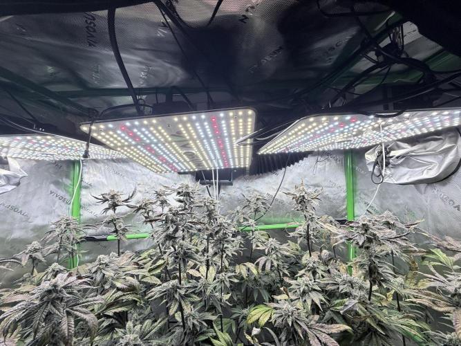 Grape Gas (Compound x Cannarado) #3. Week 10