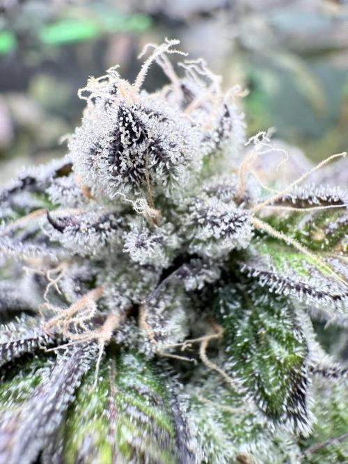 Grape Gas (Compound x Cannarado) #3. Week 10