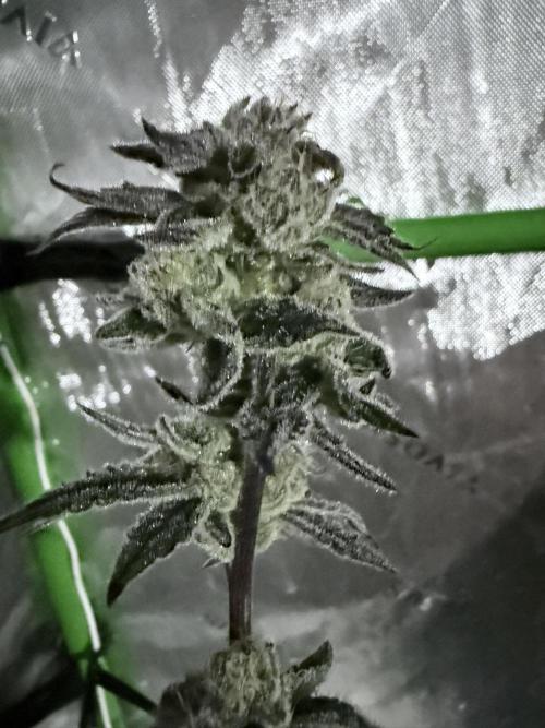 Grape Gas (Compound x Cannarado) #3. Week 10