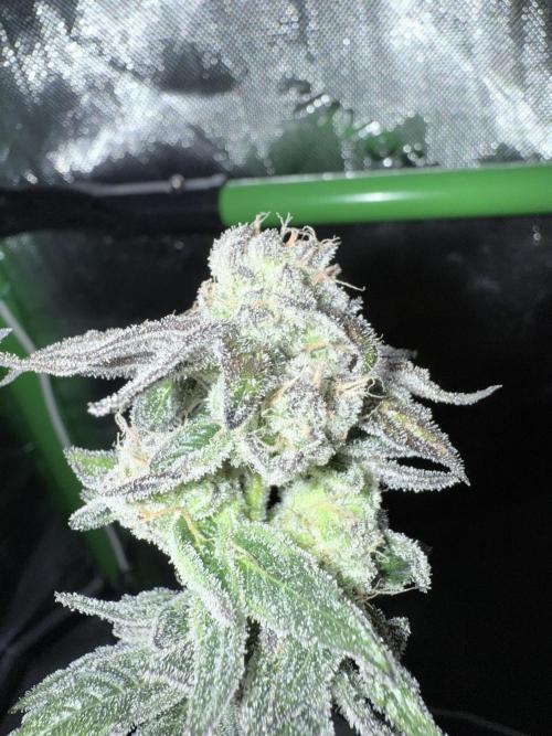 Grape Gas (Compound x Cannarado) #3. Week 10