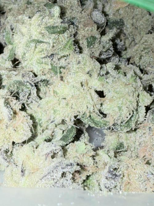 Grape Gas (Compound x Cannarado) #3. Week 11