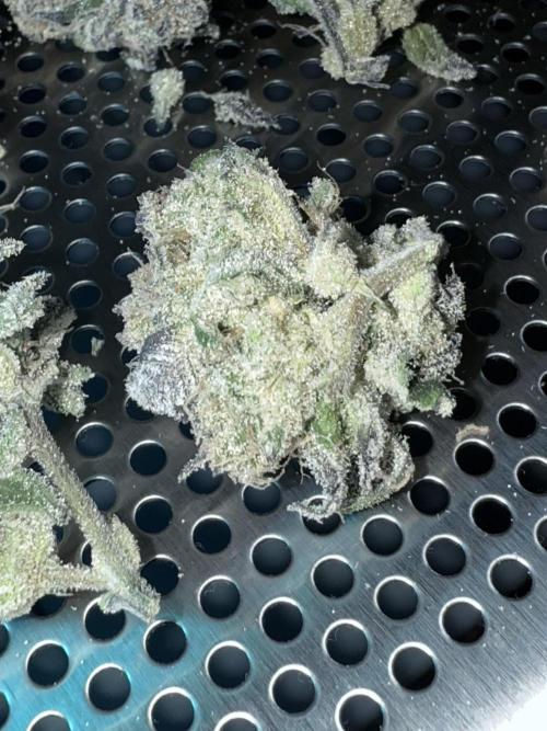 Grape Gas (Compound x Cannarado) #3. Week 11