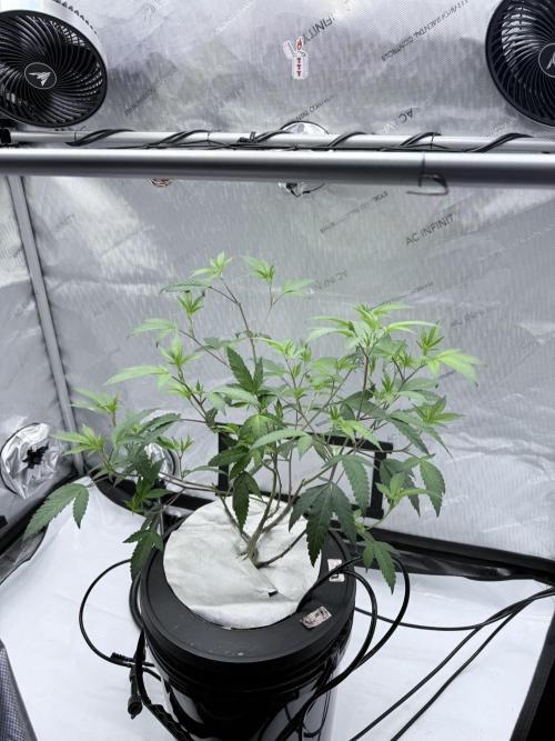 Legendary Larry (DOJA x Swamp Boys) #2. Week 3