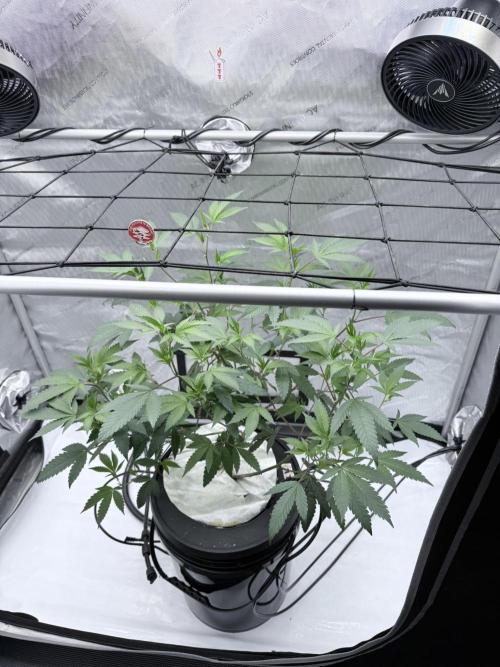Legendary Larry (DOJA x Swamp Boys) #2. Week 3