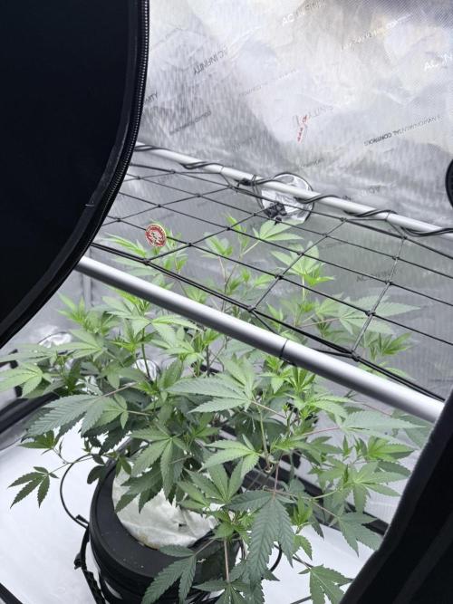 Legendary Larry (DOJA x Swamp Boys) #2. Week 3
