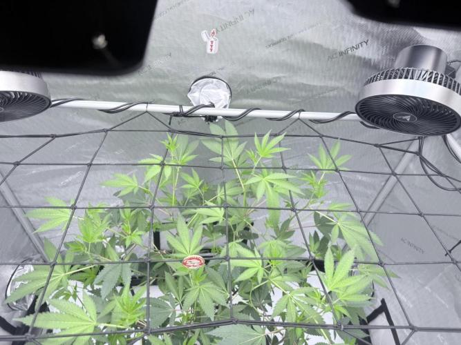 Legendary Larry (DOJA x Swamp Boys) #2. Week 3