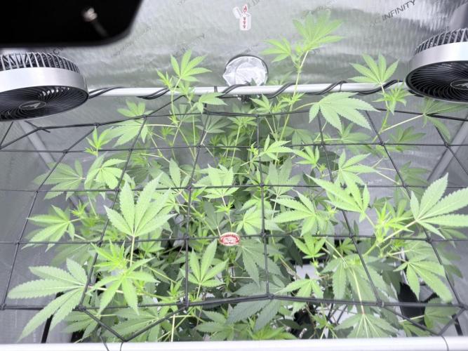 Legendary Larry (DOJA x Swamp Boys) #2. Week 3