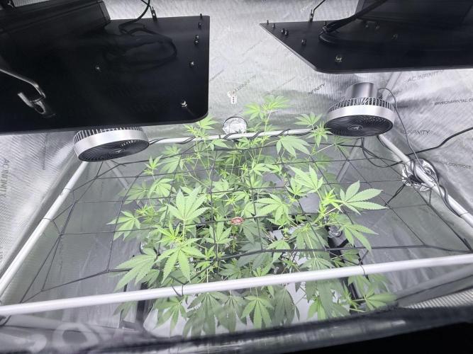 Legendary Larry (DOJA x Swamp Boys) #2. Week 3