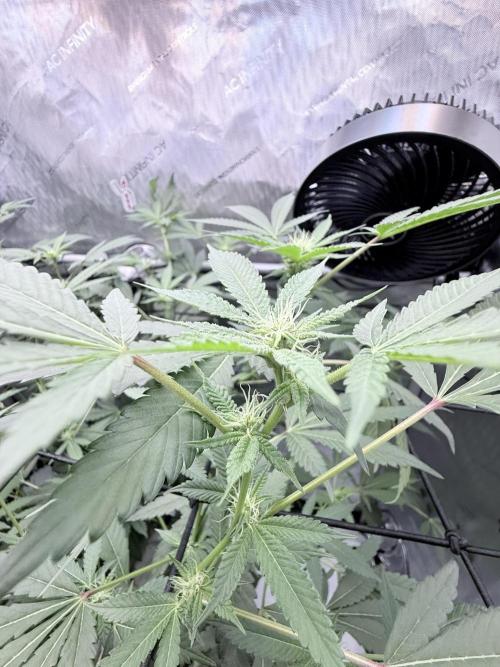 Legendary Larry (DOJA x Swamp Boys) #2. Week 3