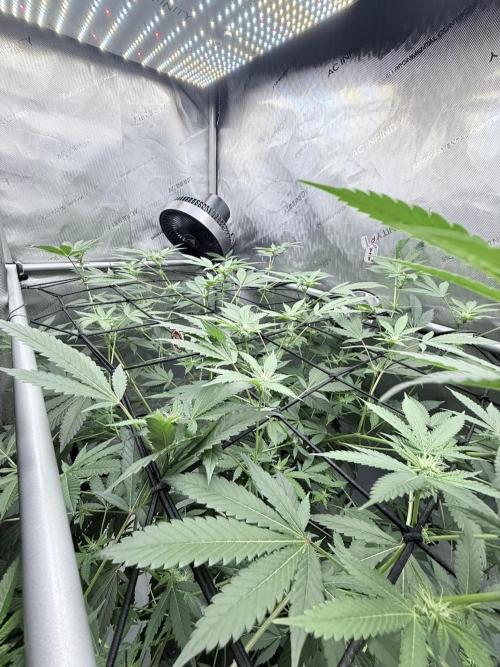 Legendary Larry (DOJA x Swamp Boys) #2. Week 3