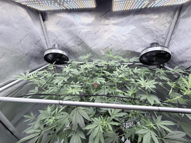 Legendary Larry (DOJA x Swamp Boys) #2. Week 3