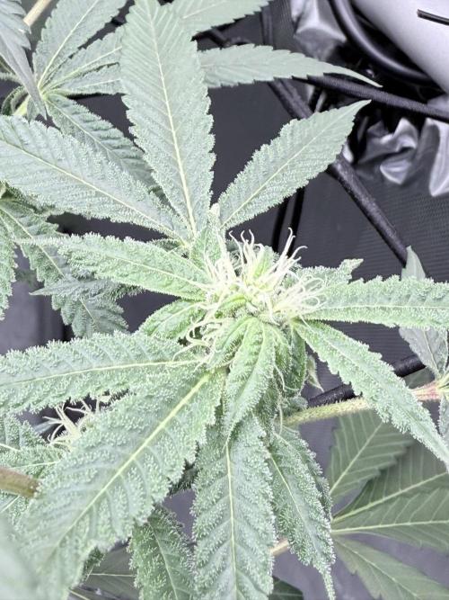 Legendary Larry (DOJA x Swamp Boys) #2. Week 4