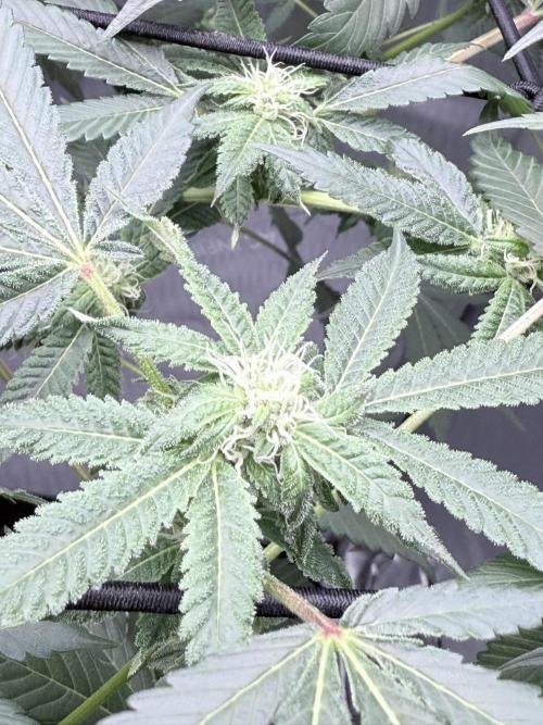 Legendary Larry (DOJA x Swamp Boys) #2. Week 4