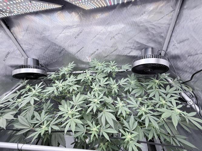 Legendary Larry (DOJA x Swamp Boys) #2. Week 4