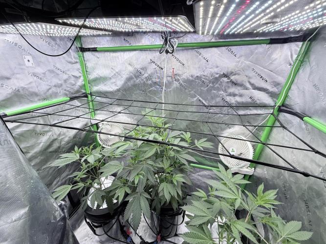 Legendary Larry (DOJA x Swamp Boys) #3. Week 2