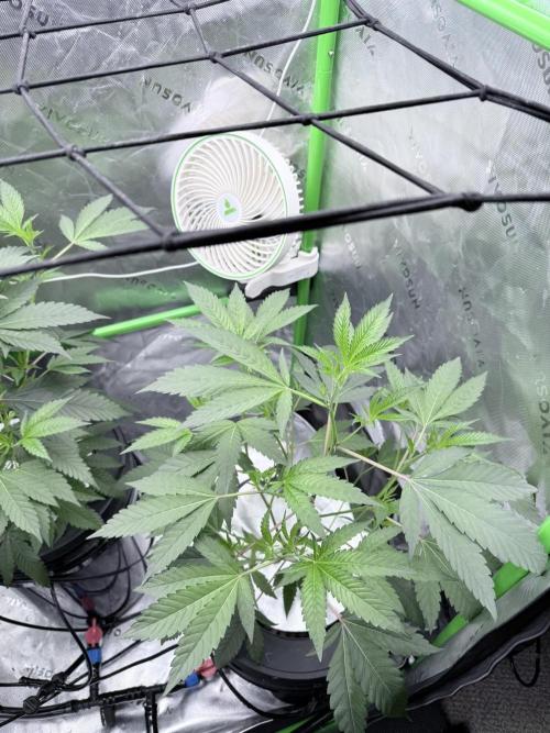 Legendary Larry (DOJA x Swamp Boys) #3. Week 2