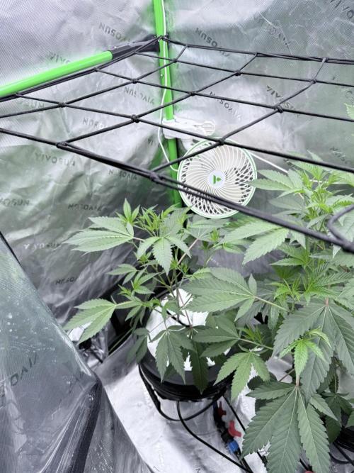 Legendary Larry (DOJA x Swamp Boys) #3. Week 2