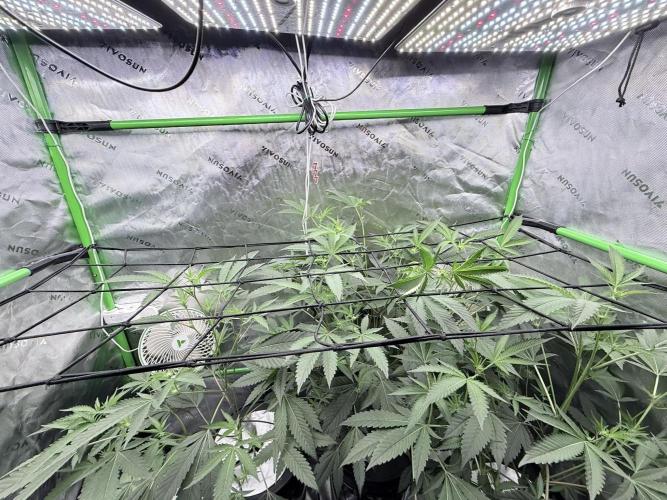 Legendary Larry (DOJA x Swamp Boys) #3. Week 3