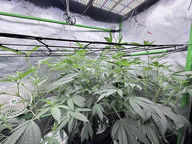 Legendary Larry (DOJA x Swamp Boys) #3. Week 3