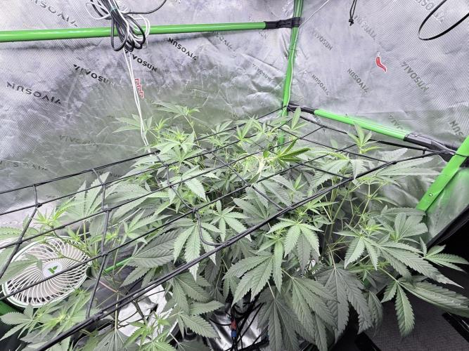 Legendary Larry (DOJA x Swamp Boys) #3. Week 3