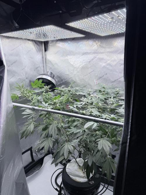 Legendary Larry (DOJA x Swamp Boys) #2. Week 5