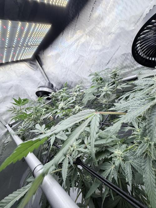 Legendary Larry (DOJA x Swamp Boys) #2. Week 5