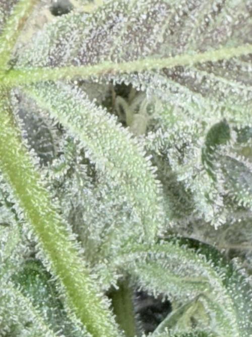Legendary Larry (DOJA x Swamp Boys) #2. Week 5