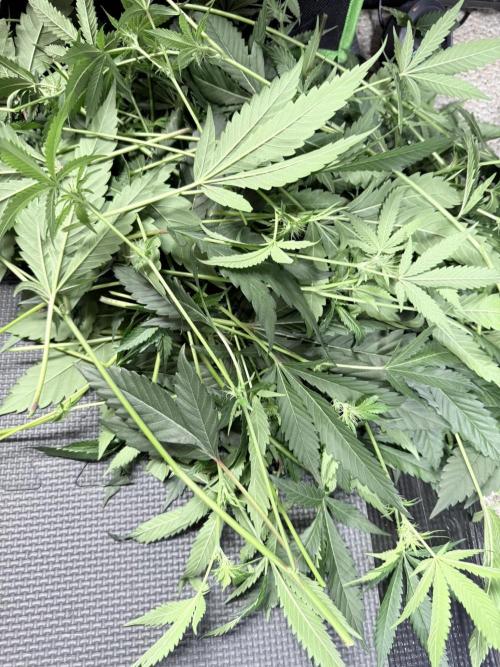 Legendary Larry (DOJA x Swamp Boys) #3. Week 4