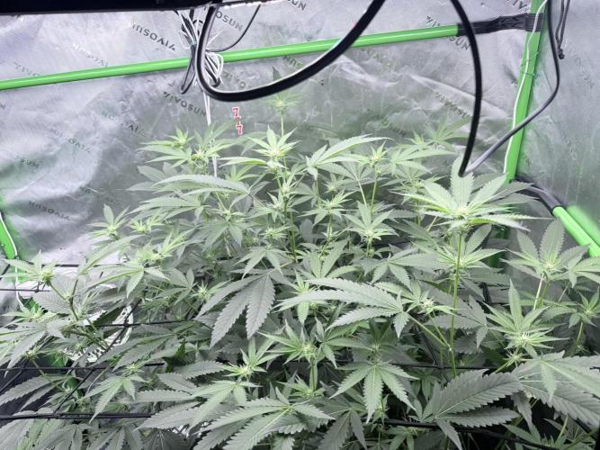 Legendary Larry (DOJA x Swamp Boys) #3. Week 4