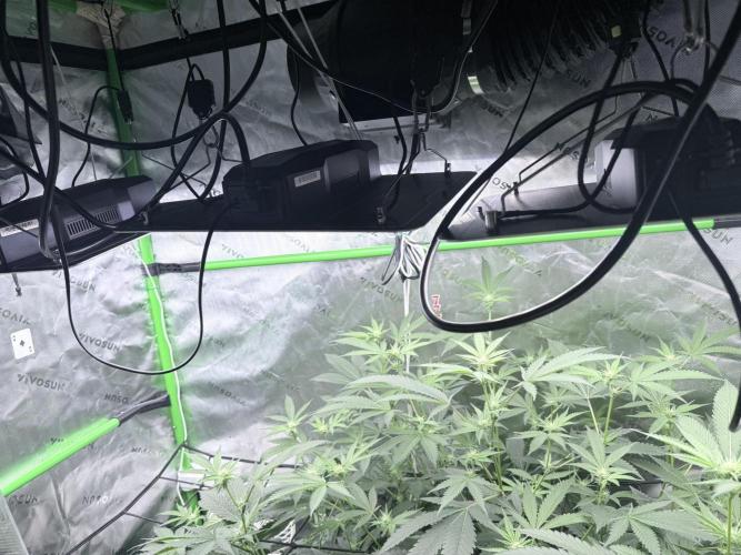 Legendary Larry (DOJA x Swamp Boys) #3. Week 4