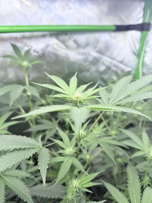 Legendary Larry (DOJA x Swamp Boys) #3. Week 4