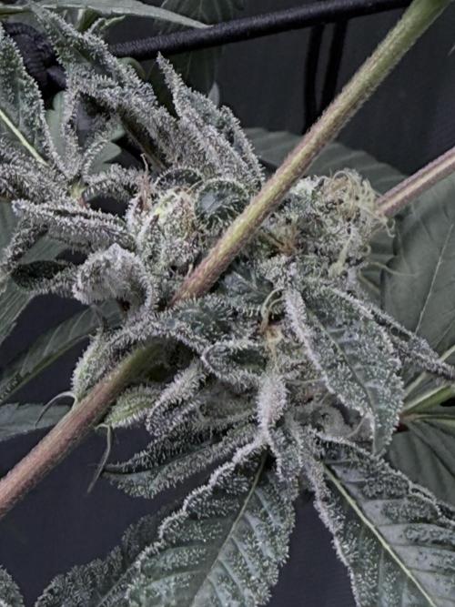 Legendary Larry (DOJA x Swamp Boys) #2. Week 6