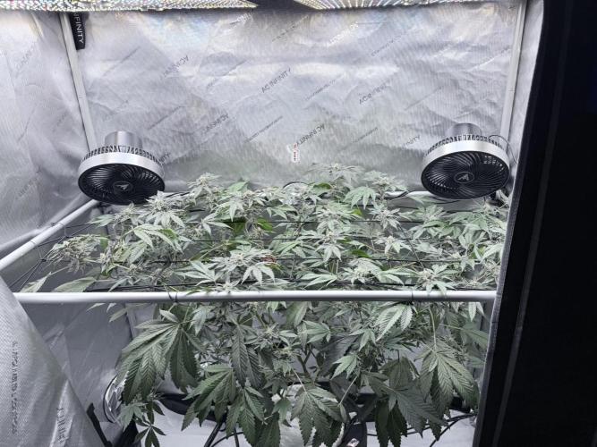 Legendary Larry (DOJA x Swamp Boys) #2. Week 6