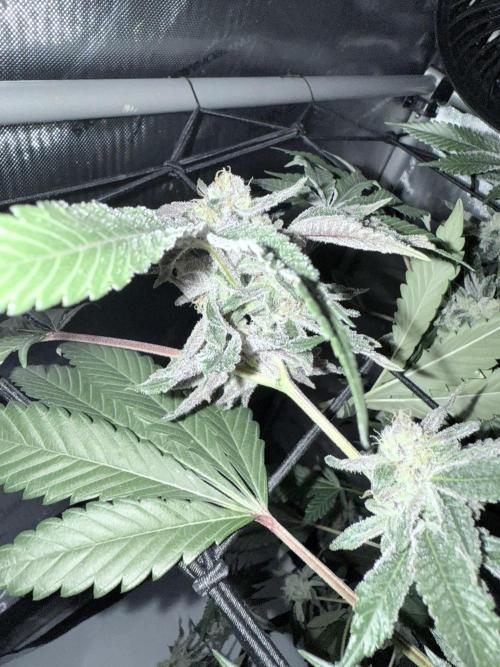 Legendary Larry (DOJA x Swamp Boys) #2. Week 6