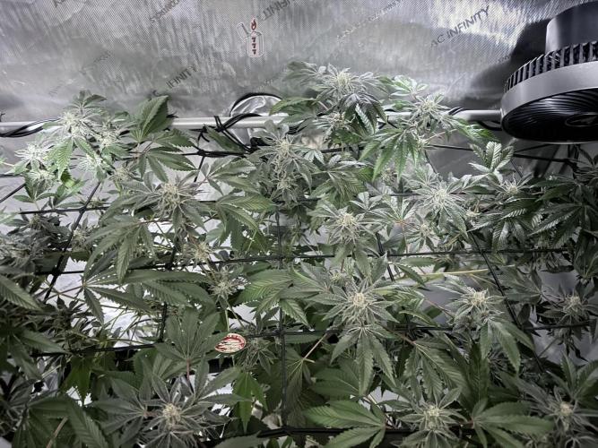 Legendary Larry (DOJA x Swamp Boys) #2. Week 6
