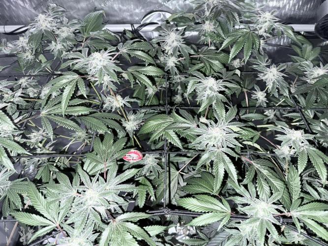 Legendary Larry (DOJA x Swamp Boys) #2. Week 6