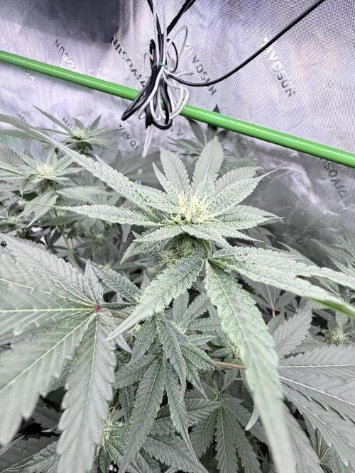 Legendary Larry (DOJA x Swamp Boys) #3. Week 5