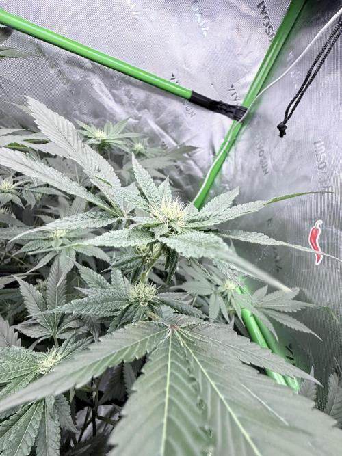 Legendary Larry (DOJA x Swamp Boys) #3. Week 5